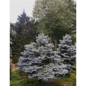 Picea pungens 'Blue Mountain' / Torkav kuusk 'Blue Mountain'